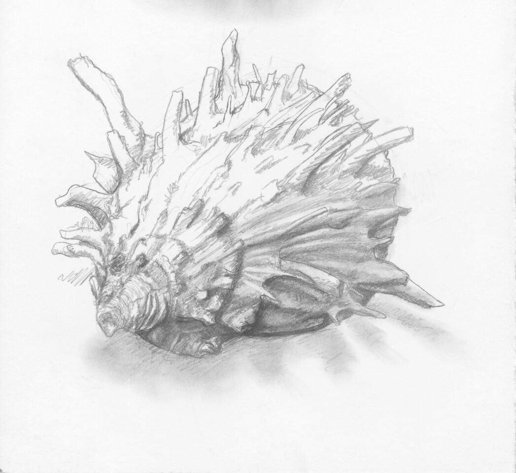 Shell (2021) 6x4.5in Pencil on watercolor paper