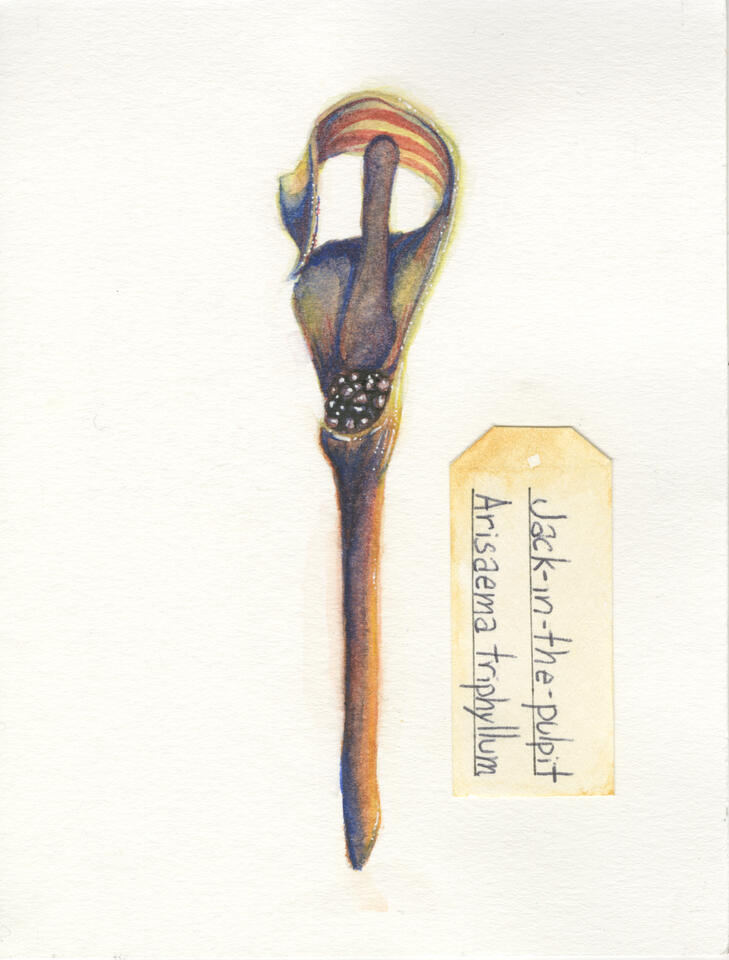 Jack-in-the-pulpit Flower (2021) 5x4in Watercolor