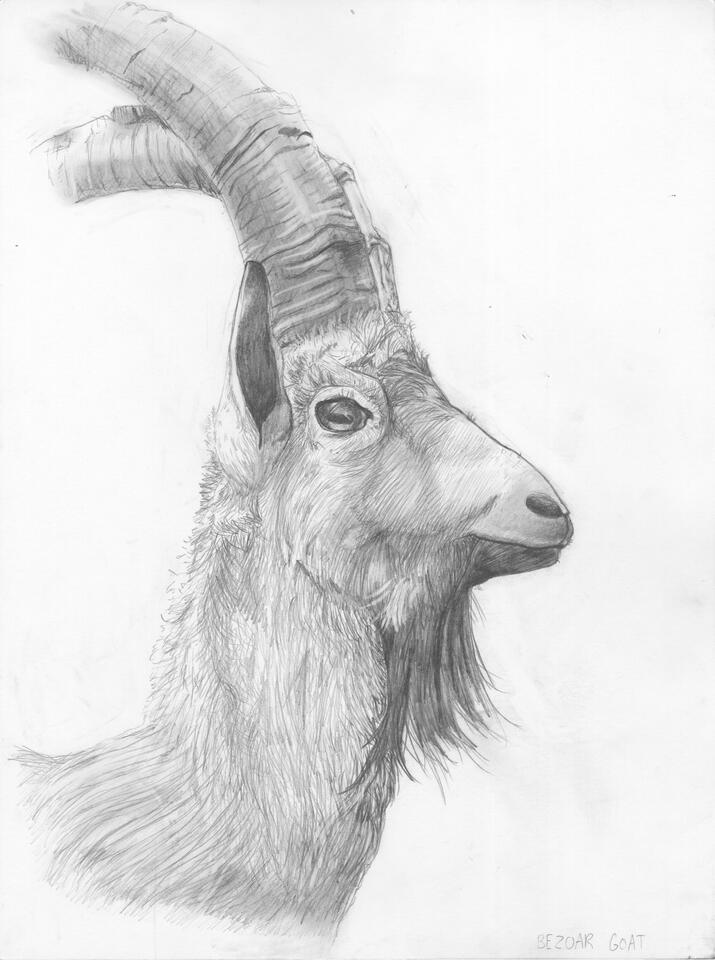 Bezoar Goat (2021) 17x13in Pencil on watercolor paper