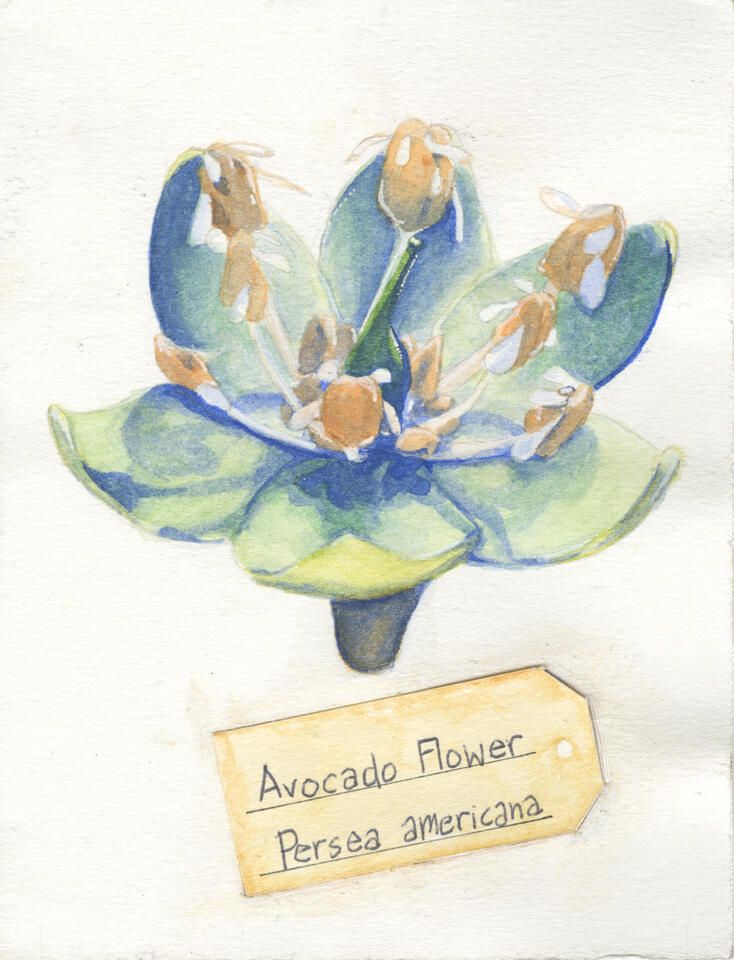 Avocado Flower (2021) 5x4in Watercolor