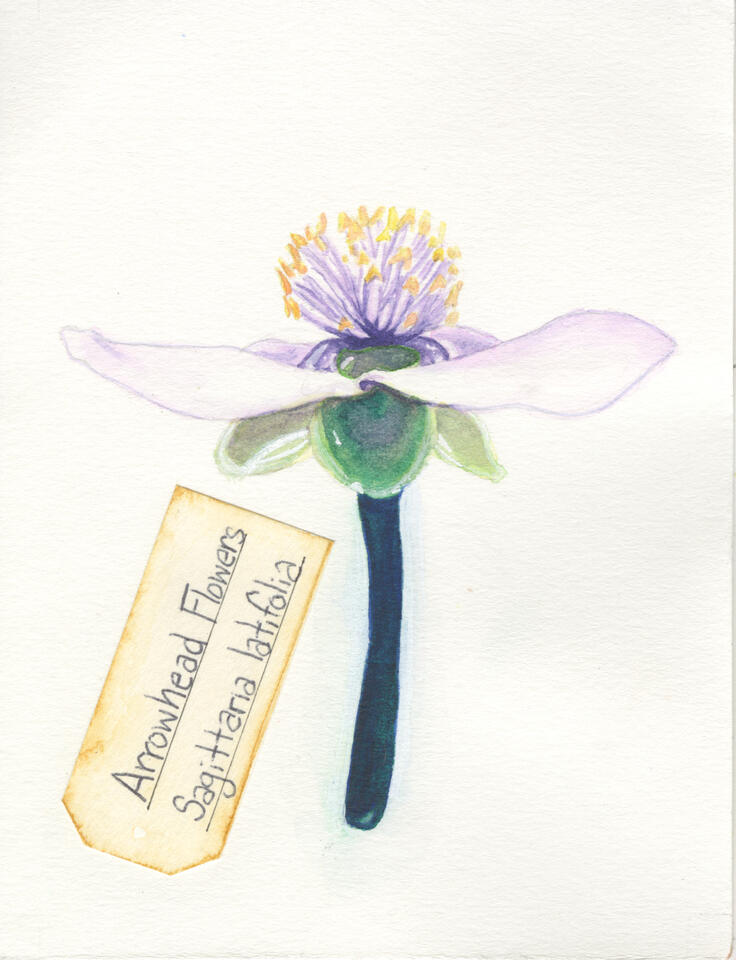 Arrowhead Flower (2021) 5x4in Watercolor