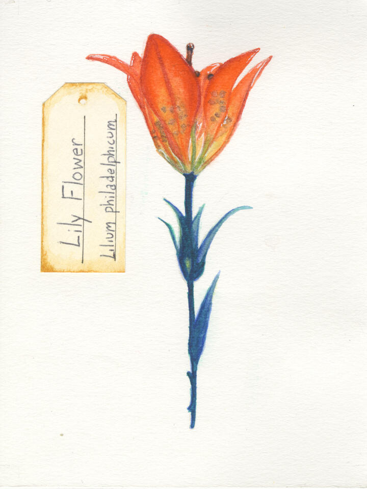 Lily Flower (2021) 5x4in Watercolor