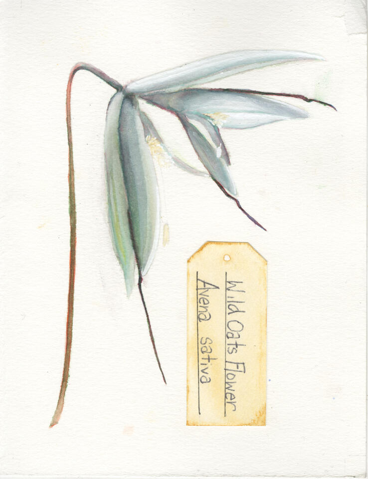 Wild Oats Flower (2021) 5x4in Watercolor